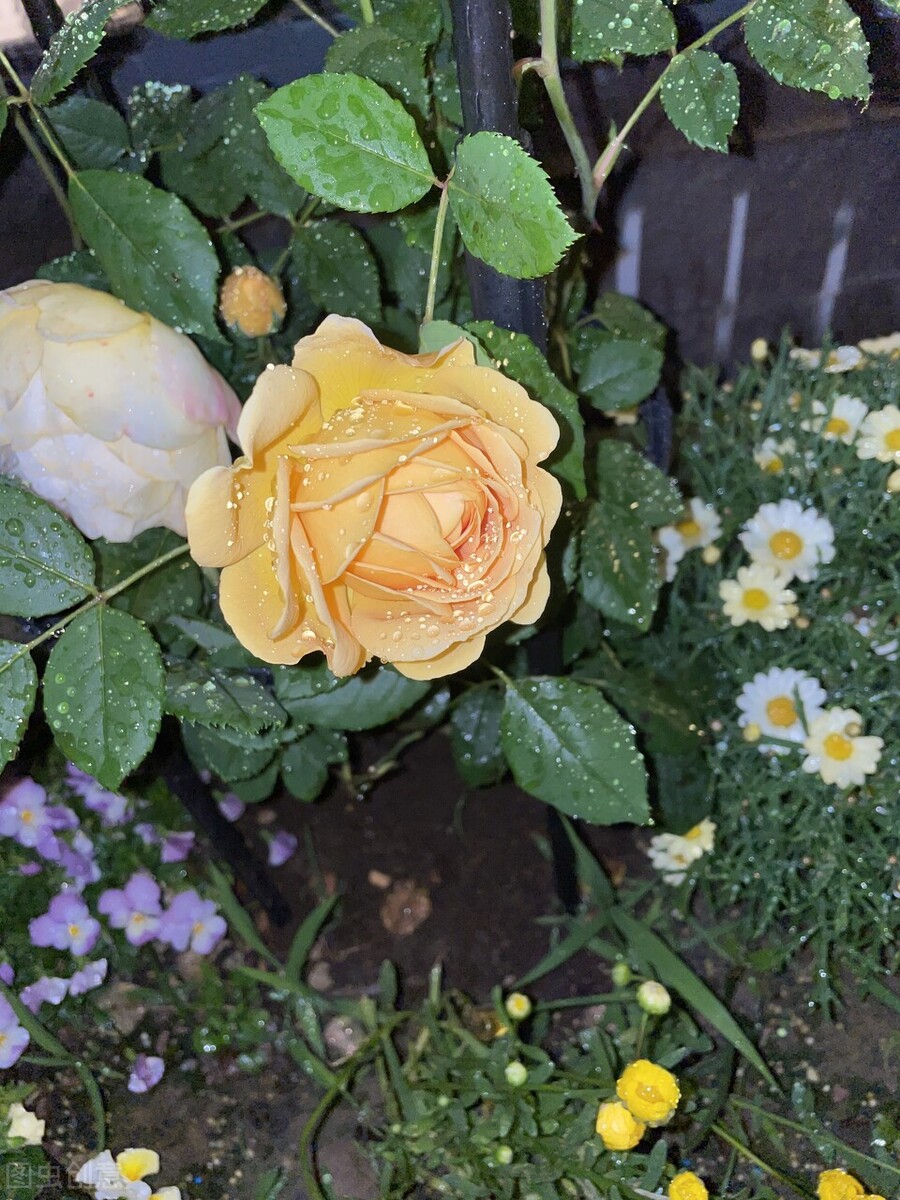 伊芙伯爵藤本月季的优缺点,艾拉绒球藤本月季优缺点