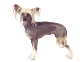 聪明的小宠物狗都有哪些品种,哪种宠物狗最聪明听话又好养