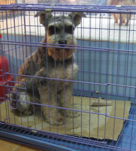 雪纳瑞和什么品种一起养比较好,雪纳瑞母的好养还是公的好养