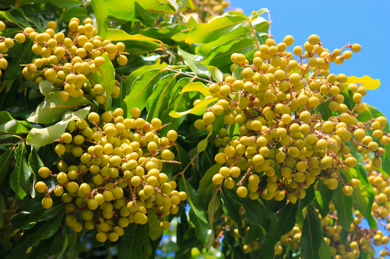 农村种植低成本创业项目,适合农村种植的创业项目有哪些呢