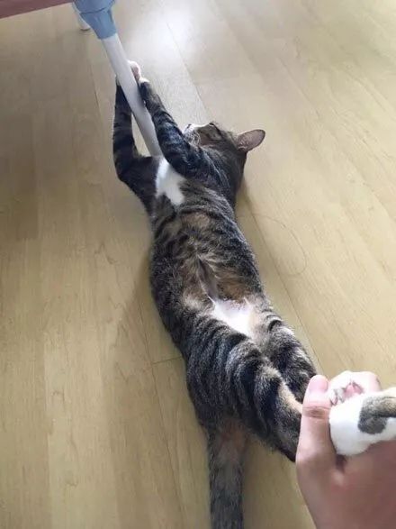 冬天给猫咪洗澡,小狗冬天洗澡注意事项