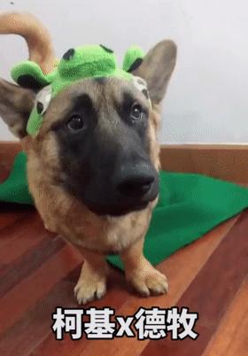 柯基和柯基生出的宝宝长得像吗,来看看柯基强大的基因