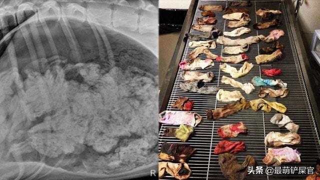 医生用X光片告诉你，蠢萌的宠物们，会不小心吃下什么可笑的东西