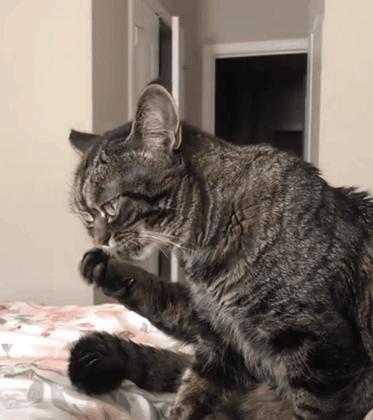 猫到底是什么状态,猫到底是个什么玩意儿