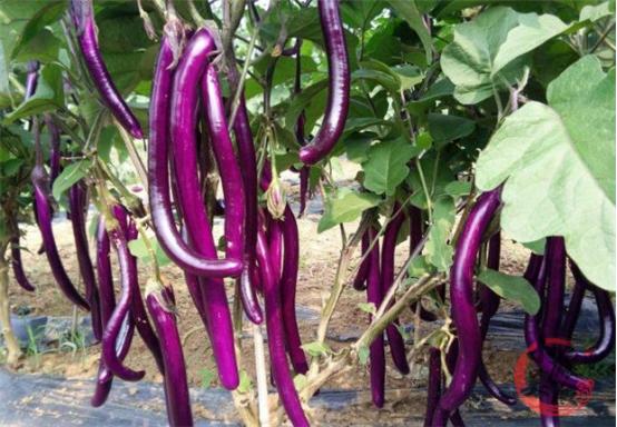 茄子怎样挑选才好吃视频,新鲜茄子怎么挑选好吃的