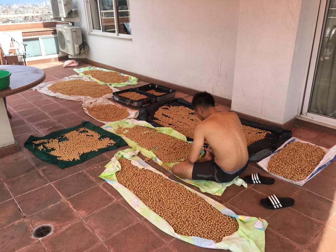 巧克力色的凤眼能盘成牛津红吗,为什么有的凤眼盘不红