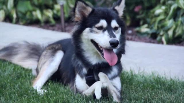 狗狗前脚分叉无力畸形,狗狗前脚畸形是什么样的