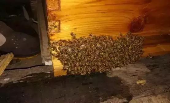 新蜜蜂在巢门结团是什么原因,蜜蜂在巢门结团多久出现分蜂