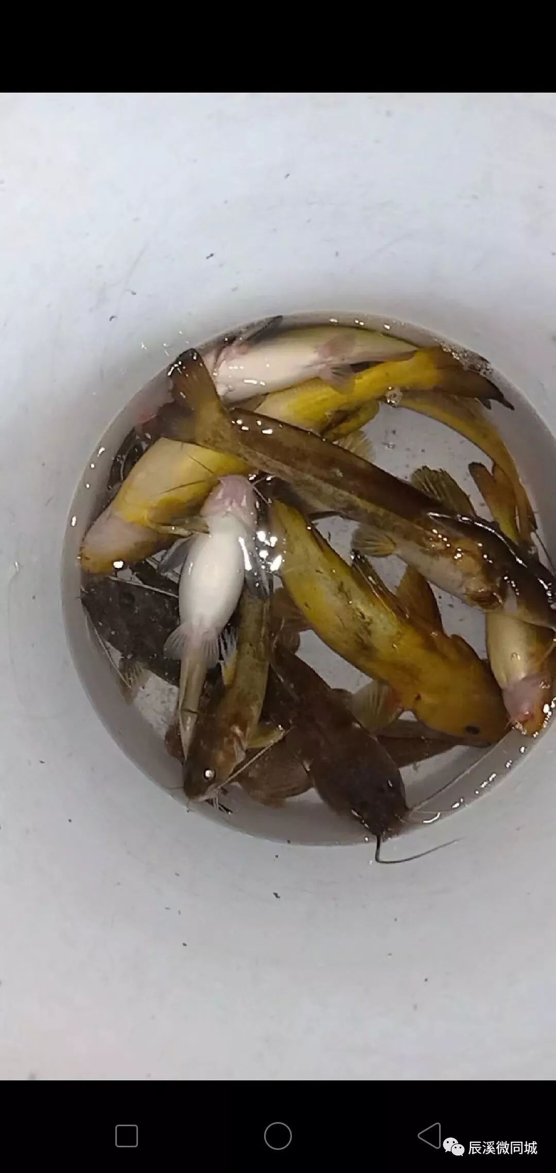 辰溪房地产招聘,辰溪招聘社会工作者