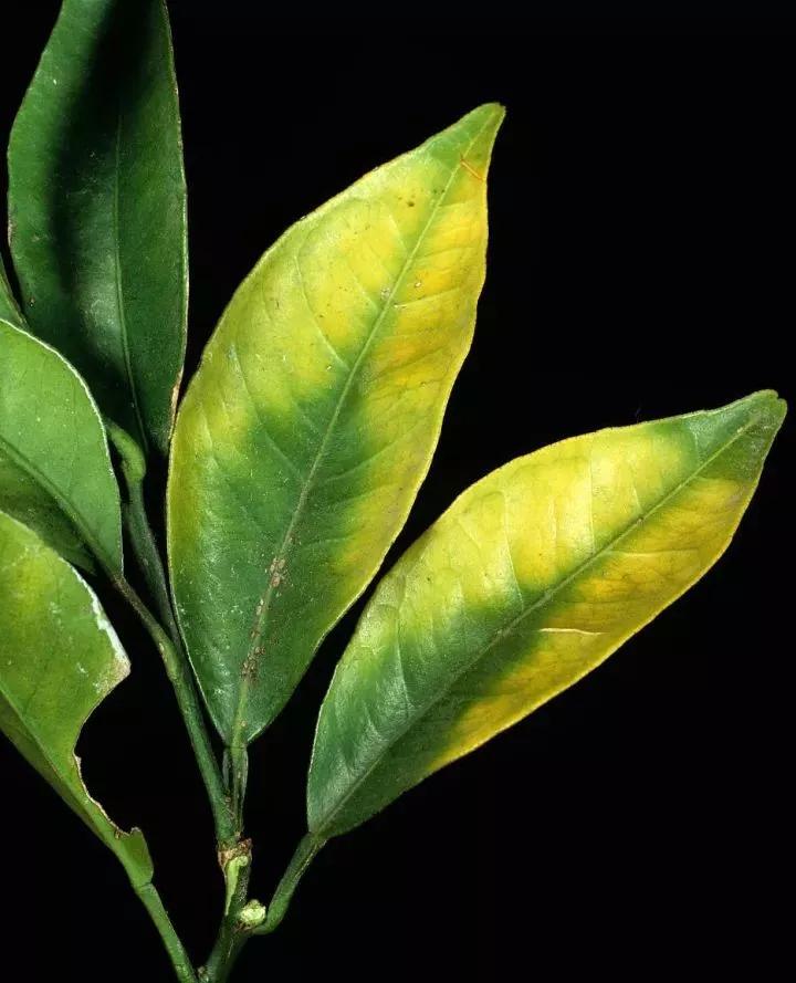 作物缺素口诀,作物营养缺素诊断与科学施肥