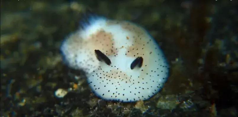 这只风靡网络的可爱“海中小白兔”，竟然颠覆了网友的三观