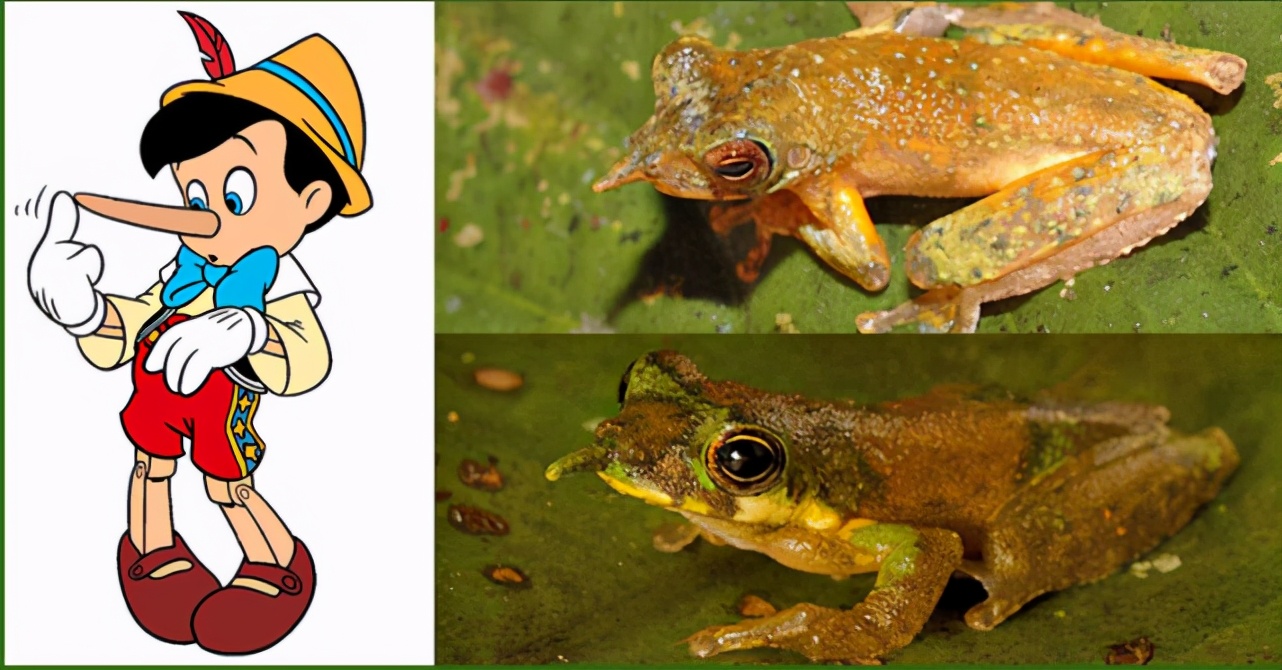 奇怪的蛙界匹诺曹,拥有“特异功能”的长鼻子,却不是用来求偶