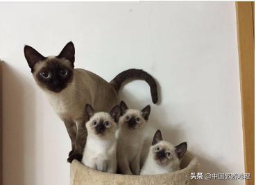 有哪些关于泰国的冷知识知乎,泰国冷知识全部