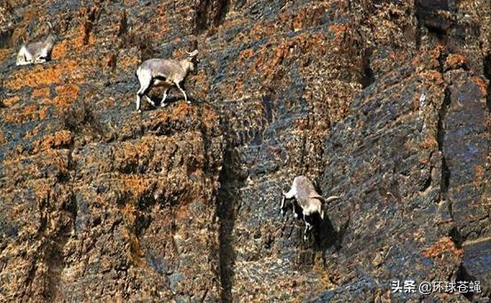 岩羊攀岩过程,42只岩羊攀爬