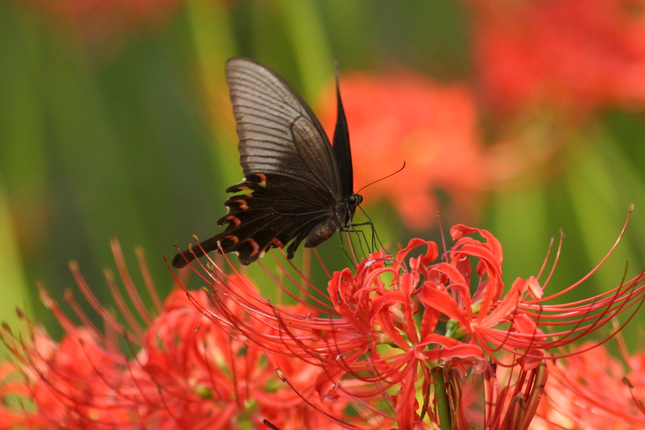 无意间发现了一株幽灵花,大山深处难得一见的幽灵花