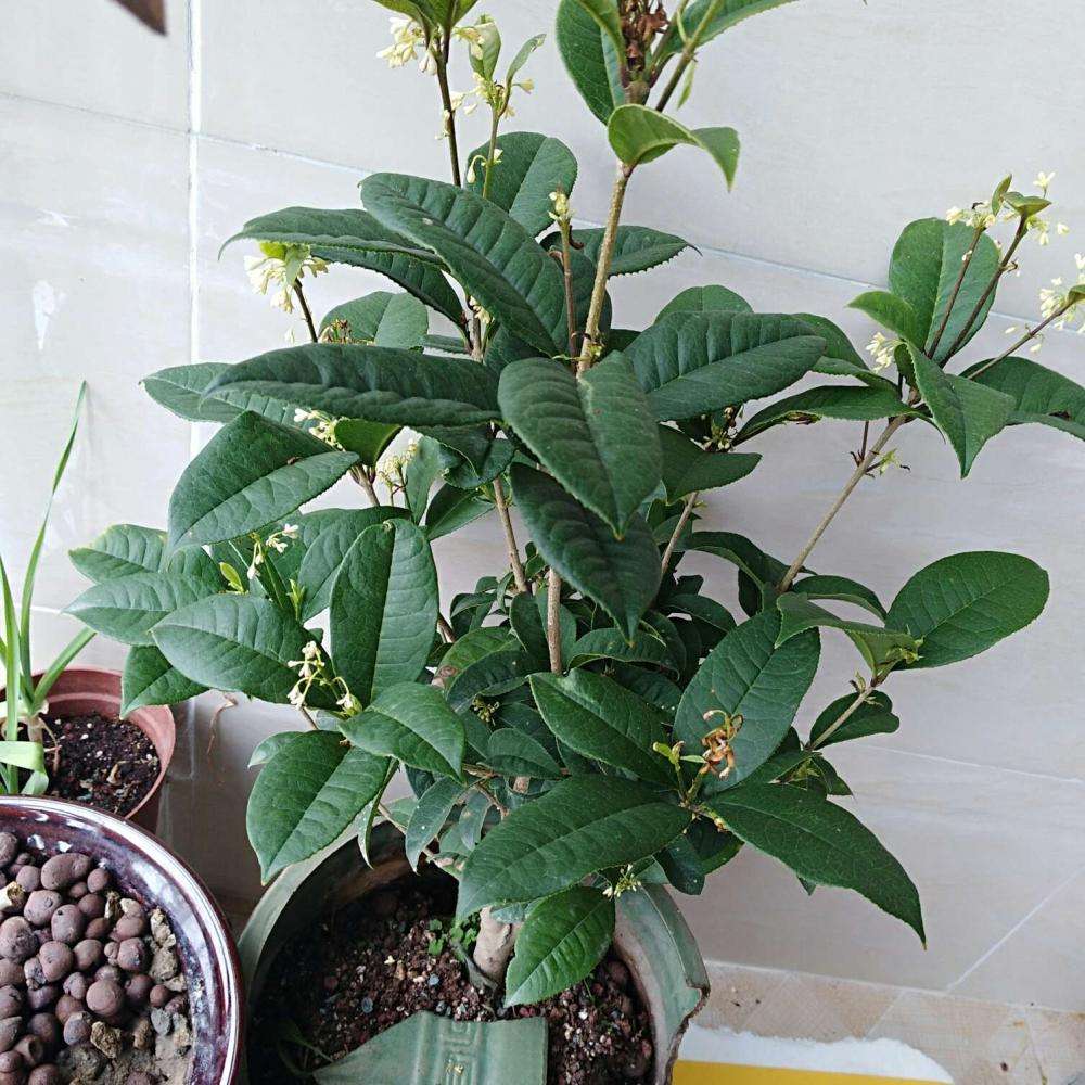 盆栽桂花花芽分化前别做这5件事，否则影响秋天开花