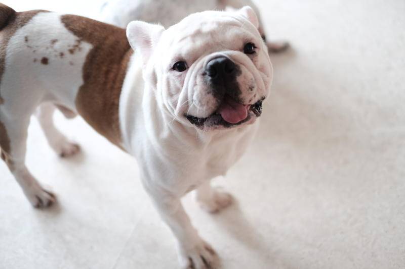 和宠物告别,和宠物告别嚎啕大哭