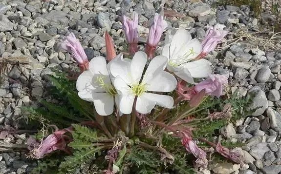 岩石花园景区,岩石园常用花卉