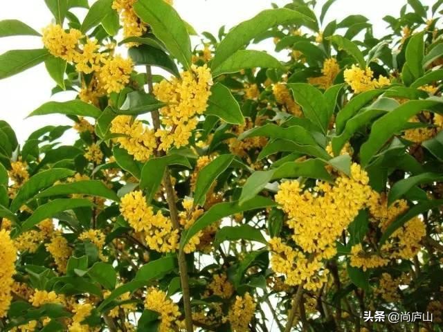 又闻桂花香,闻着阵阵桂花香