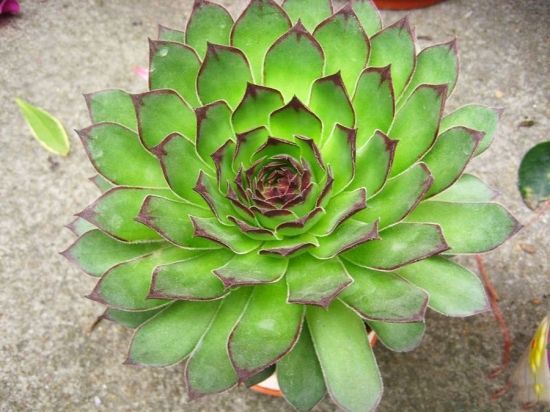 养莲注意事项,观音莲怎么修剪长出新叶