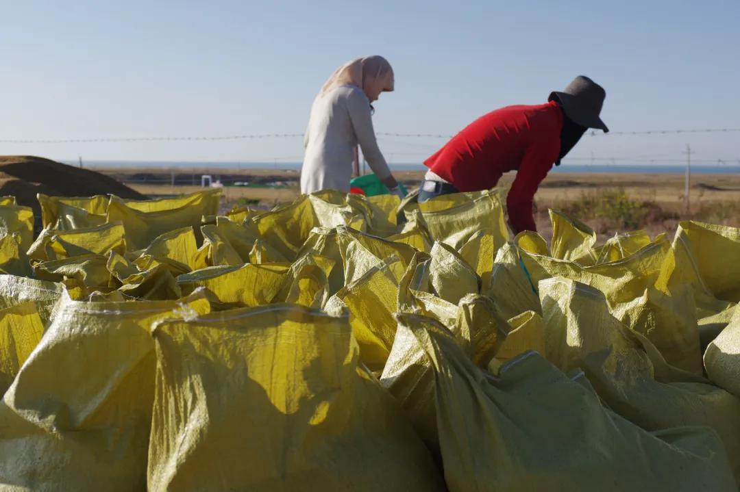 佛经里没有讲，草原上的女人不能搞直播