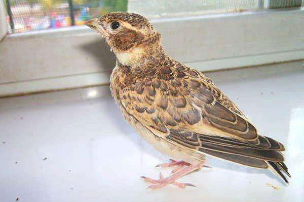 想养一只鸟在自己身边不飞走,最适合当宠物养的鸟