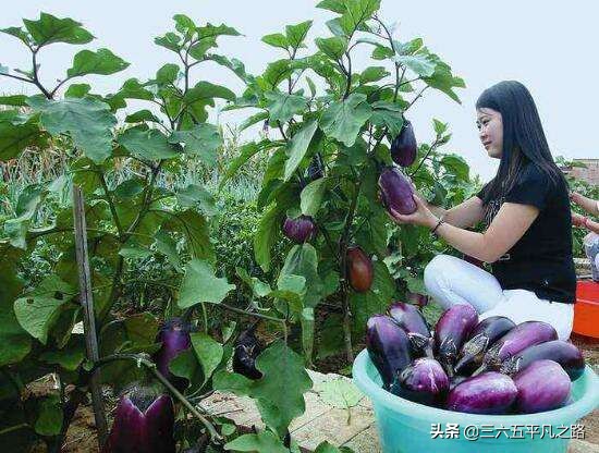 立秋茄子有什么禁忌,为什么说秋后茄子少吃