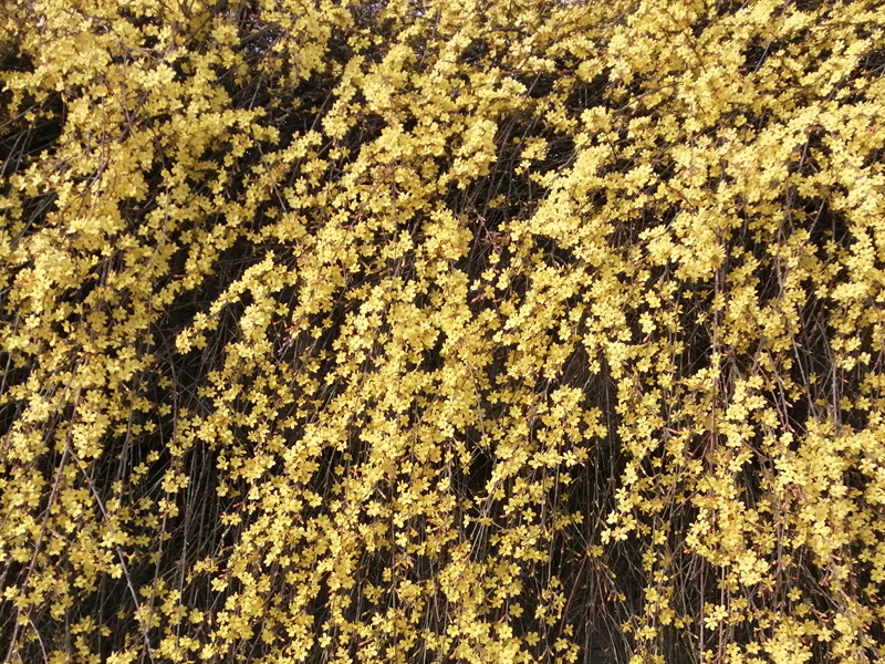 描写春天景色的古诗有哪些,描写春天景色的古诗8首带释义