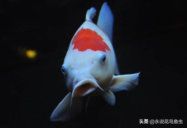 玩锦鲤知道的常识,锦鲤常识讲解视频