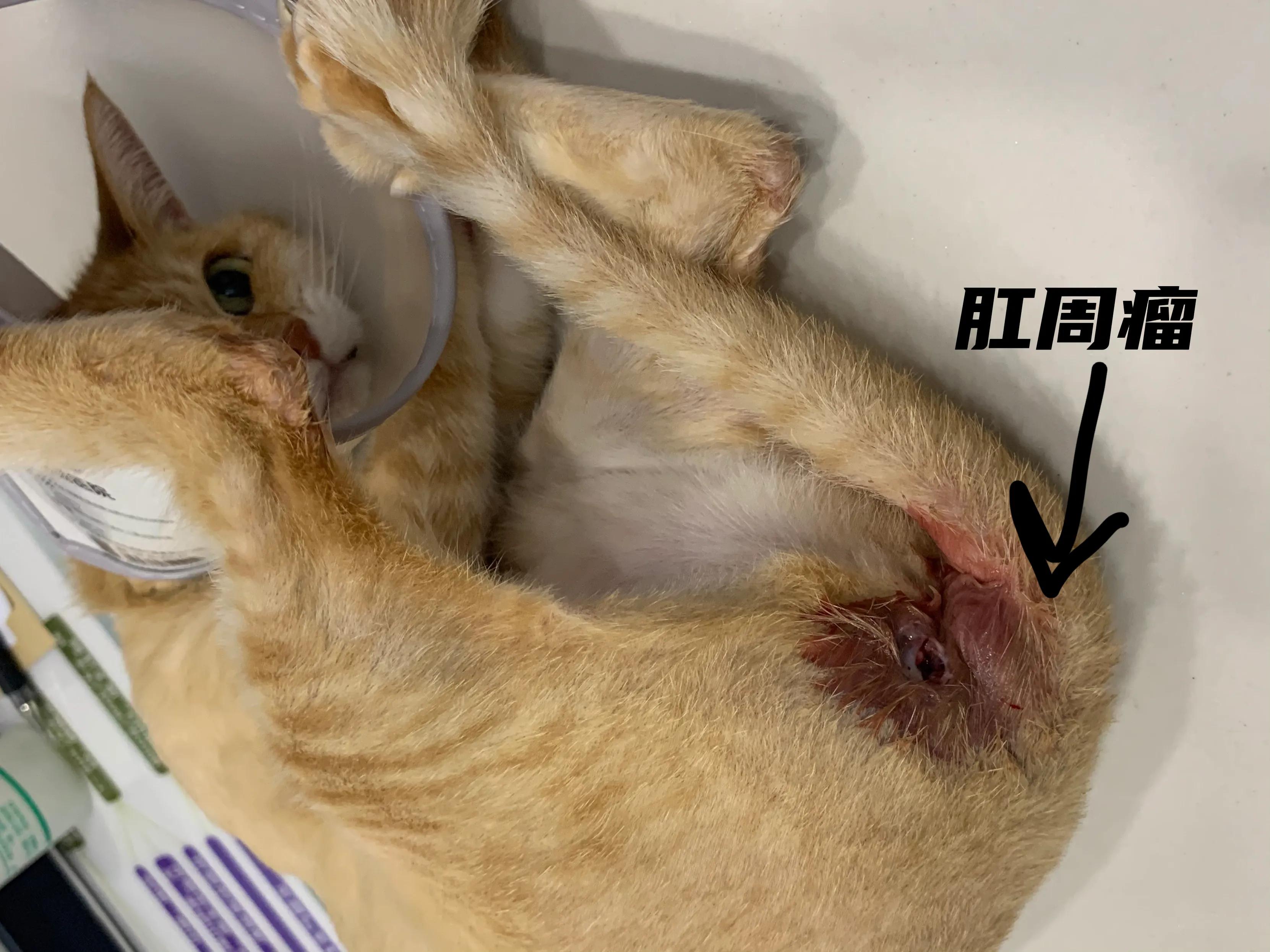 猫脓肿的治疗方案,猫咪肛门腺溃烂反复发作怎么治疗
