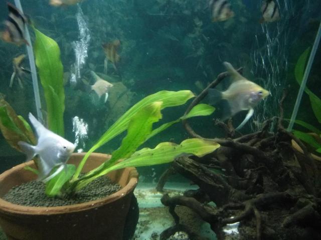 燕鱼和鹦鹉鱼混养行吗,燕鱼和虎皮