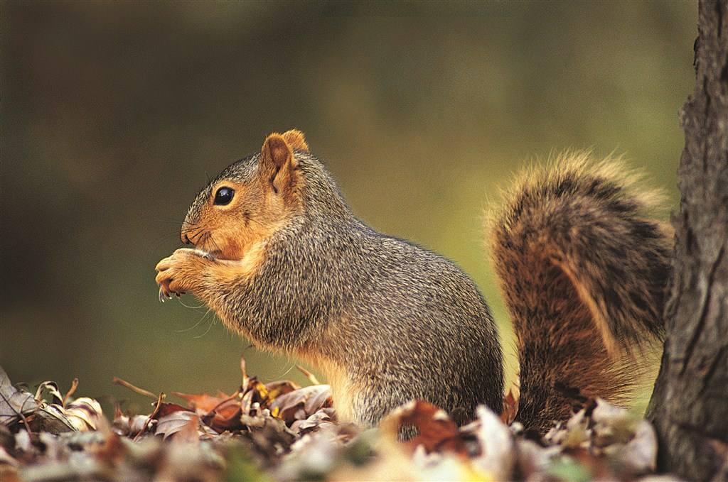 世界上寿命最长的十种哺乳动物,远古时期灭绝的哺乳动物大全