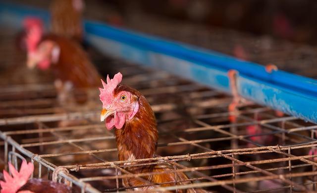 蛋鸡脱肛的原因及解决方法,养鸡如何解决保温