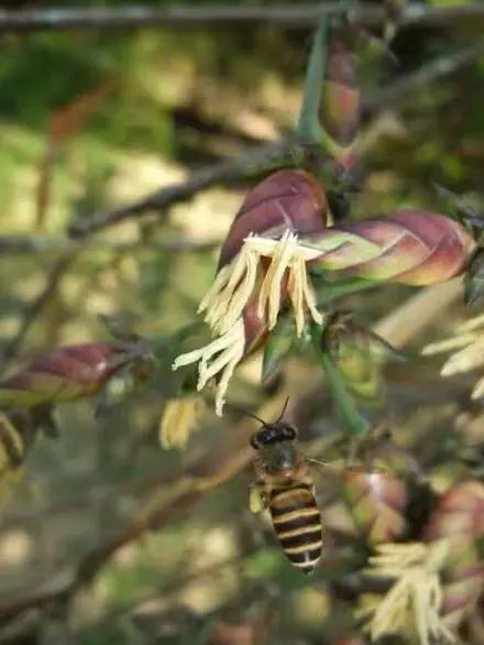 竹子开花，百年难遇的奇闻怪事，生命的最后绽放