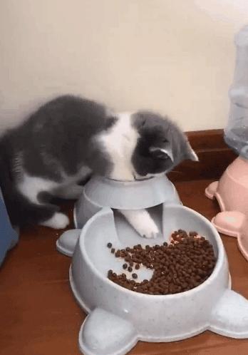 弱弱的问一句还可以吗怎么回,猫咪傻的表现是什么