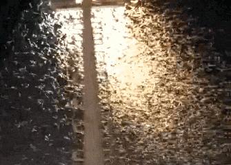 家里蟑螂多用哪种杀蟑办法,家中蟑螂怎么彻底消灭