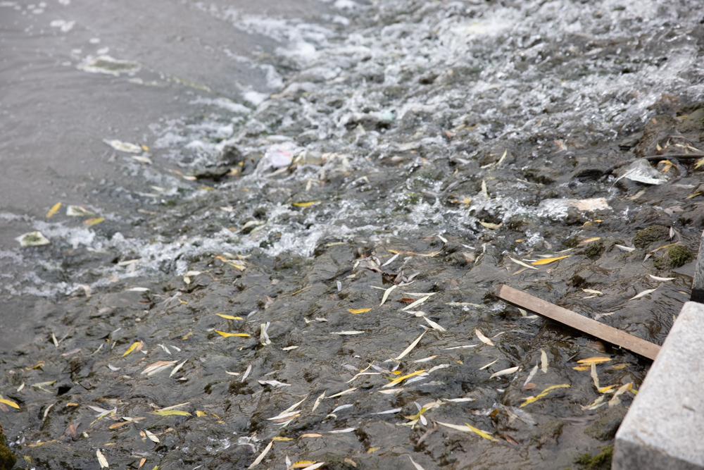 延吉的“清溪川”，仿佛来到了韩国街头，一起看看中国的首尔吧