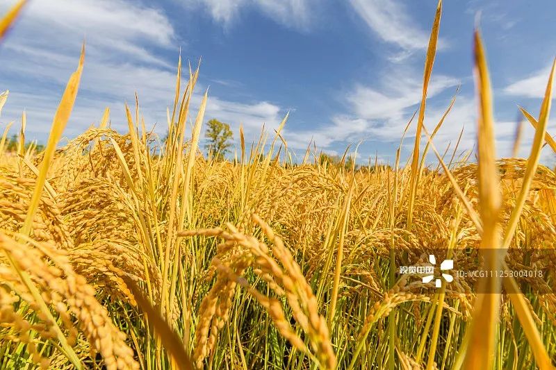 长春一汽是通过啥发展起来,长春一汽发展史