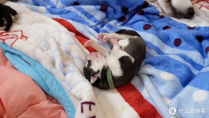 一次创世纪的生活体验—记哈士奇当妈妈