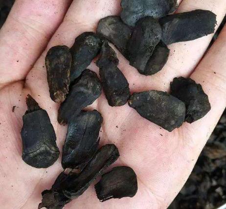 不值钱的松果图片,不值钱的松果图片大全