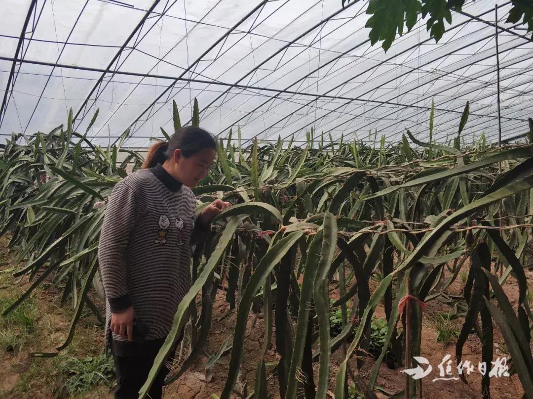 记者走基层｜焦作这个硕士返乡创业，帮老乡发家致富