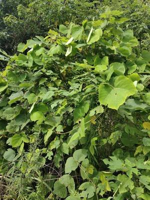 葛根野生中草药图谱大全,葛根野生图片