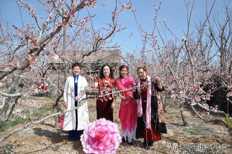 邹平黛溪张高杏花节直播,张高杏花节开幕式完整版