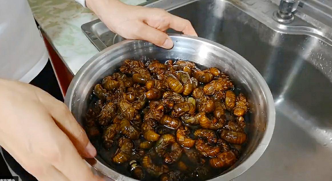 油炸金蝉去头吗,油炸金蝉炸几分钟