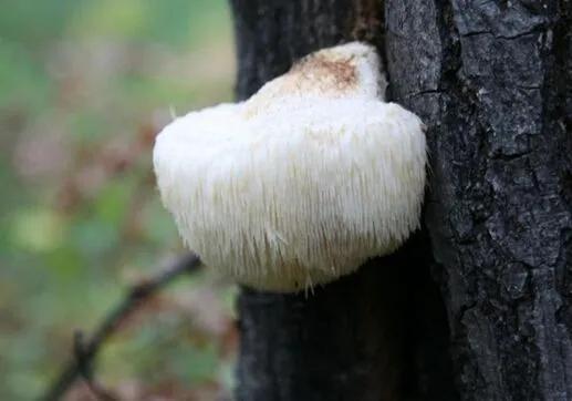 山珍海味猴头燕窝的猴头是什么,猴头熊掌鱼翅燕窝是真的猴头吗