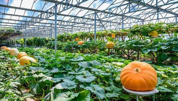 山东寿光农业发展,山东省三大强县