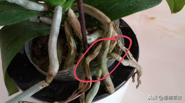 蝴蝶兰花朵枯萎是什么原因,蝴蝶兰根部开始发霉掉叶怎么回事