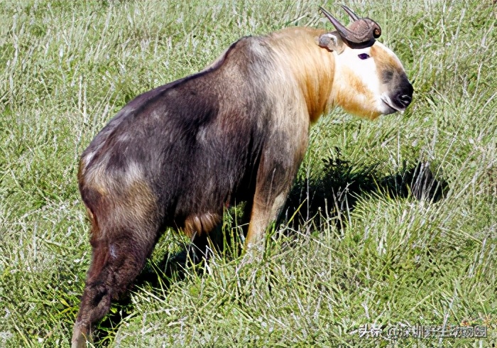 十种最强的牛科动物,牛科动物都有哪些