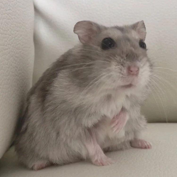 水洗仓鼠可以用沐浴露吗,水洗仓鼠