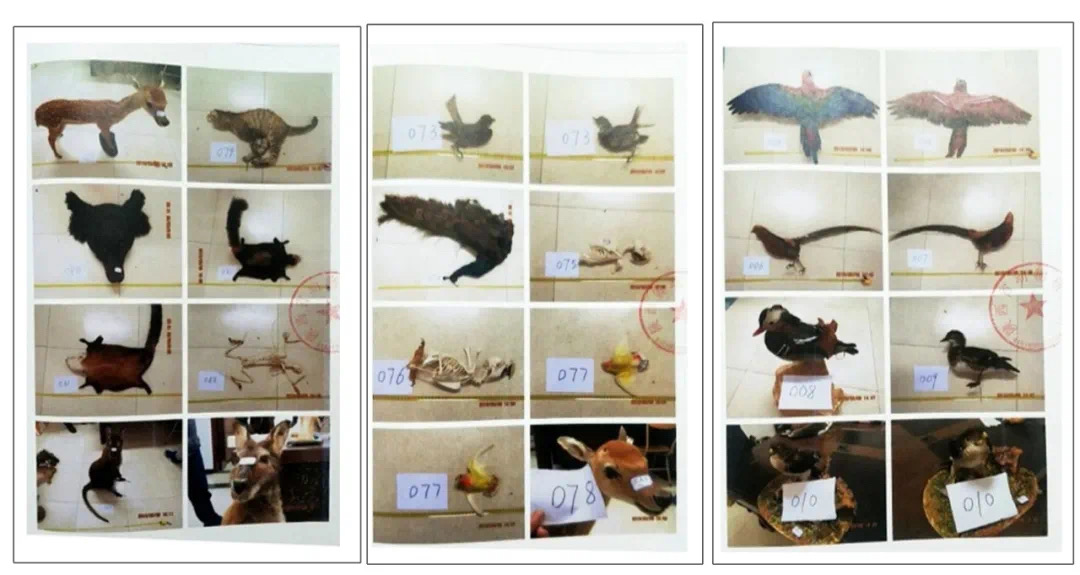 多部门推动野生动物公益司法保护,野生动物保护公益诉讼检察建议